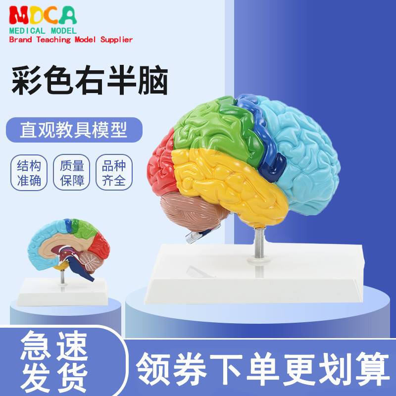 右半大脑解剖模型人体1:1神经皮质结构与功能分区医学教学器官