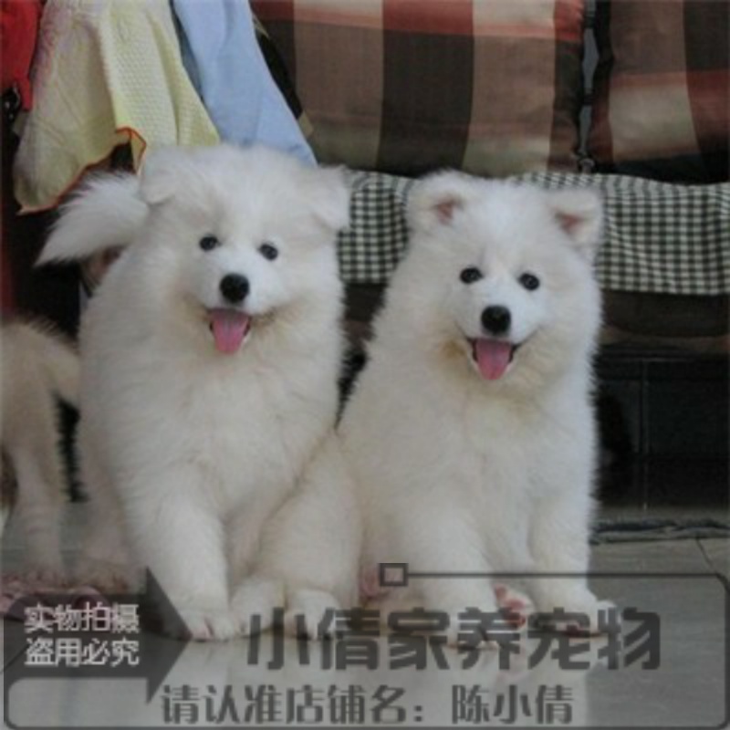 家养宠物狗狗大型澳版萨摩耶犬纯种幼犬活体赛级萨摩犬出售包邮x