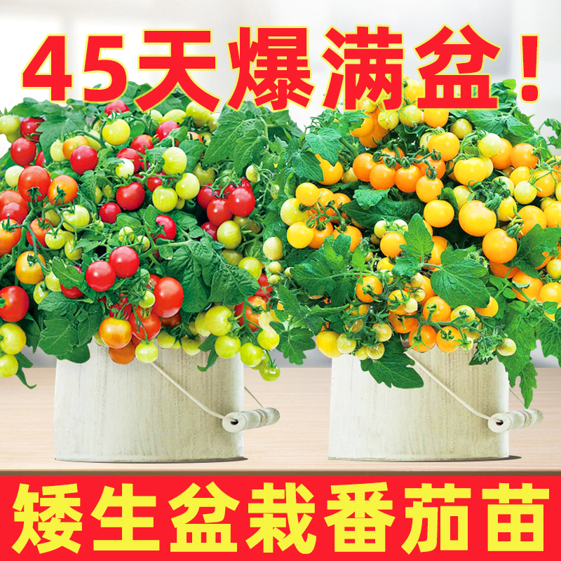 水果品种 西红柿