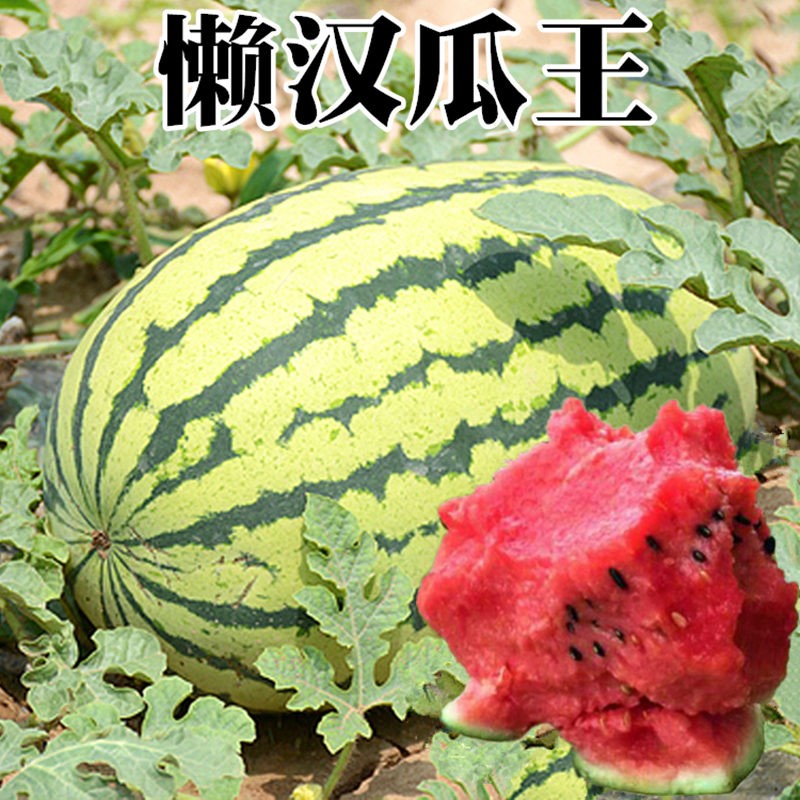 懒汉瓜王西瓜种子巨型无籽麒麟美都甜王种籽春季四季水果蔬菜种孑