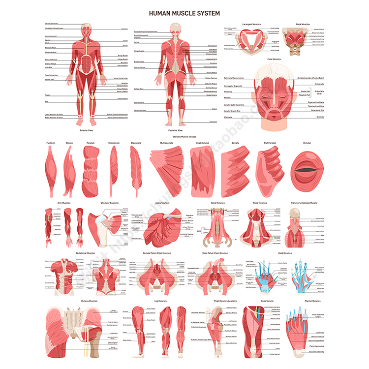人体肌肉信息图表 英文卡通肌肉组织结构图标 AI格式矢量设计素材