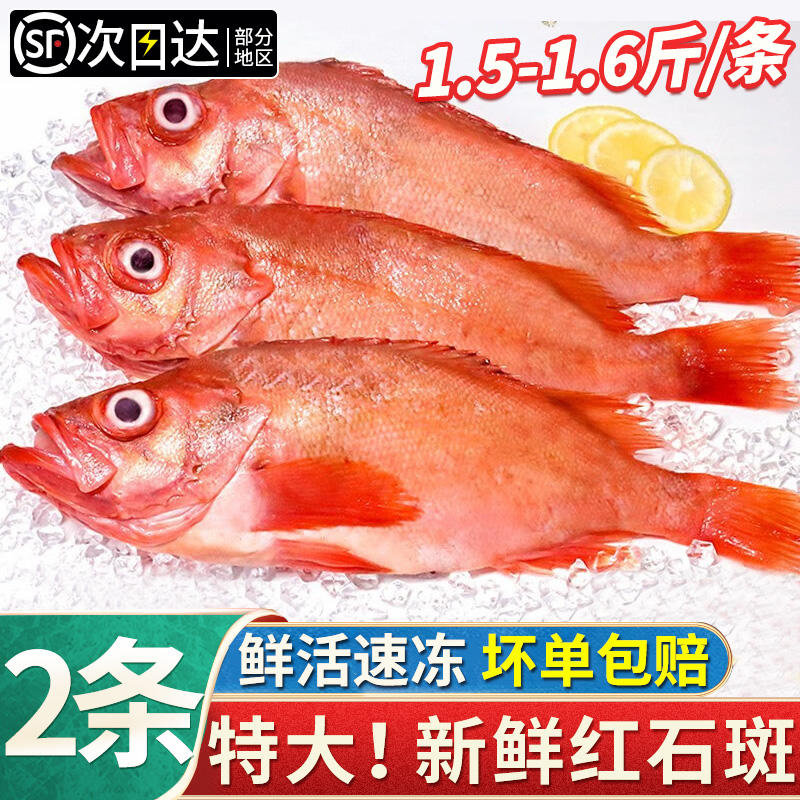 红石斑鱼鲜活冷冻新鲜捕捞大眼鱼海鲜水产富贵鱼特大号深海石班鱼
