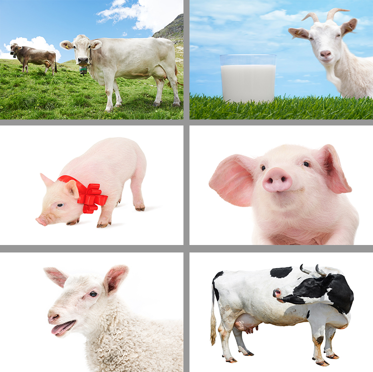 有机农场家畜奶牛奶猪牛羊天然农场海报背景JPG高清图片设计素材