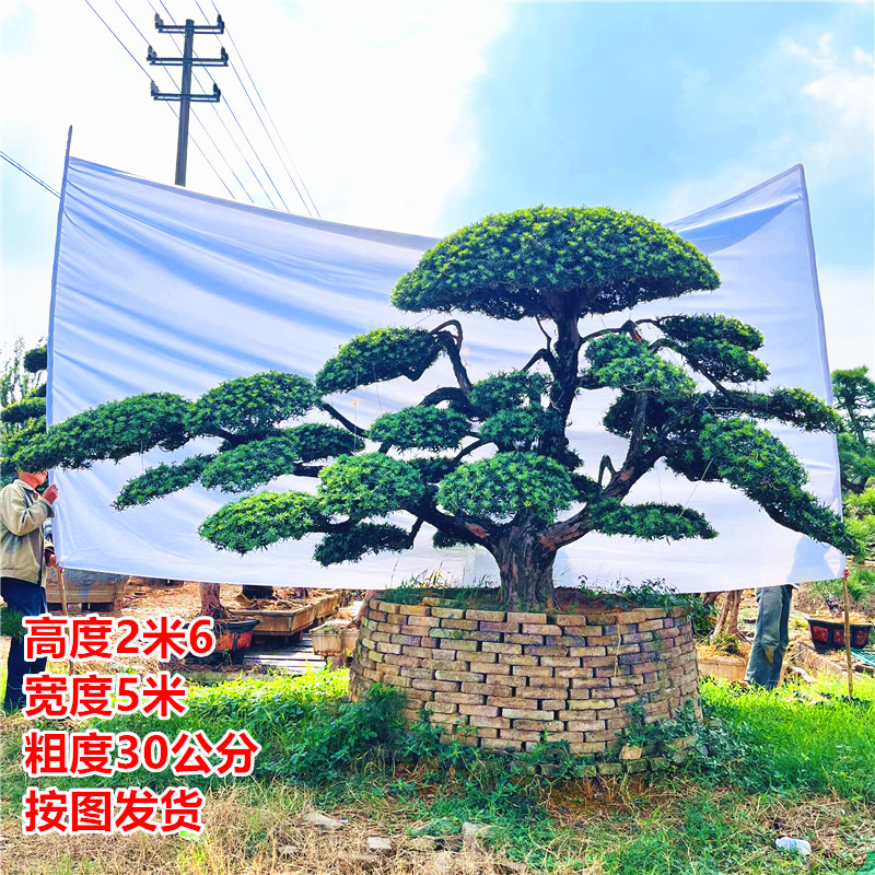 罗汉松造型树庭院风景树迎客松大型松树四季常青日本罗汉松景观树