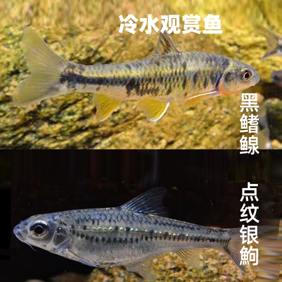 包邮耐养底层黑鳍鳈点纹银鮈冷水小型冷水溪流中国原生皮实观赏鱼