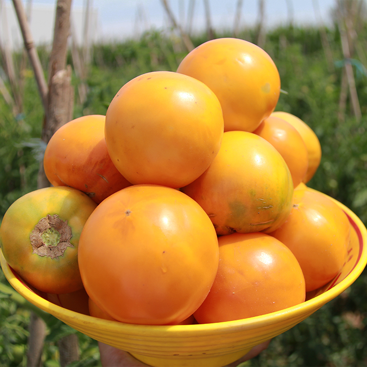 内蒙五原现摘水果黄柿子番茄自然熟孕妇铁皮西红柿农家自种6斤邮