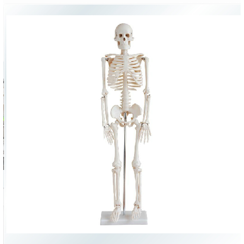 人体骨骼模型85CM人骨架人骨标本 素描美术教具