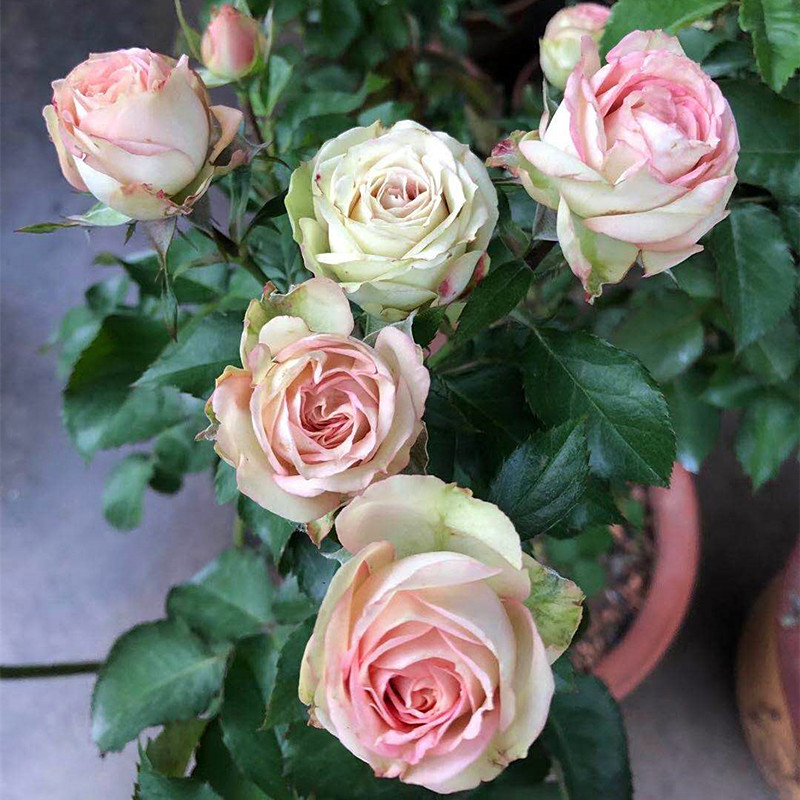 小花农月季坞欧月亚速尔群岛多花月季玫瑰庭院露台盆栽绿植花卉