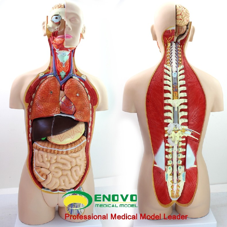 85CM无性躯干 人体身体器官结构组织解剖模型 人体整体解剖模型