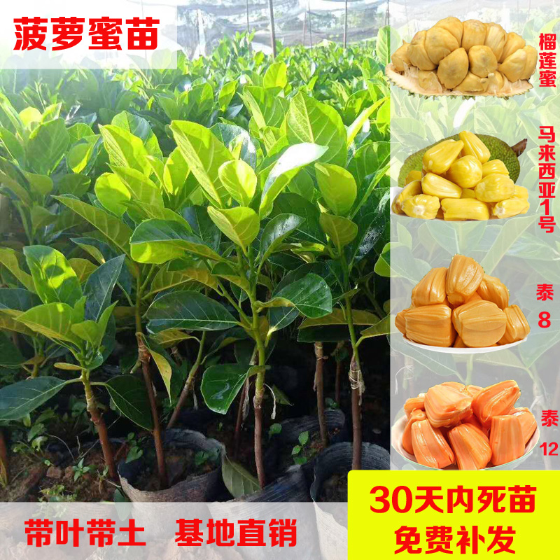木菠萝树苗海南马来西亚1号泰国8号12号红肉印尼红嫁接苗菠萝蜜苗