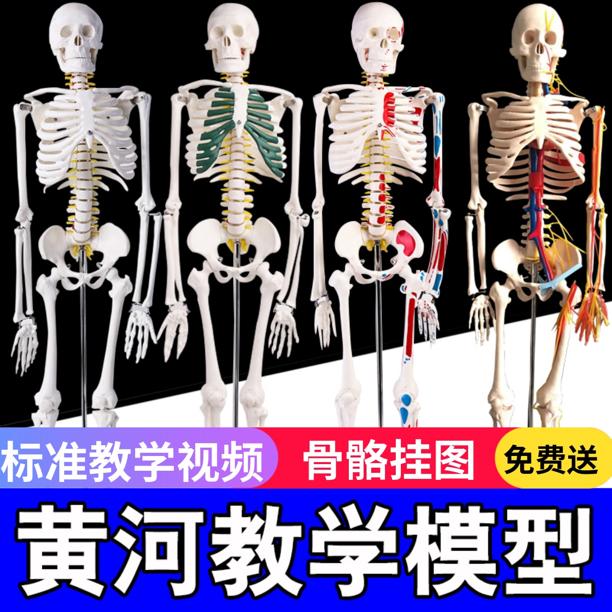45 85 170cm人体骨骼模型骨架人体模型成人小白骷髅教学脊椎全身