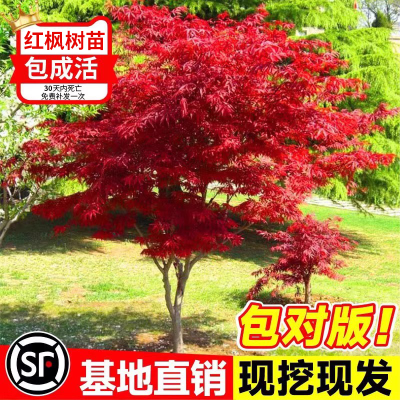 日本红枫树苗红舞姬室外耐寒枫树盆景盆栽庭院绿化植物风景树植物