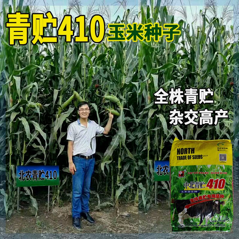 沃达丰北农青贮410玉米种子 大田抗倒高产农牧饲料青杆苞米棒子籽