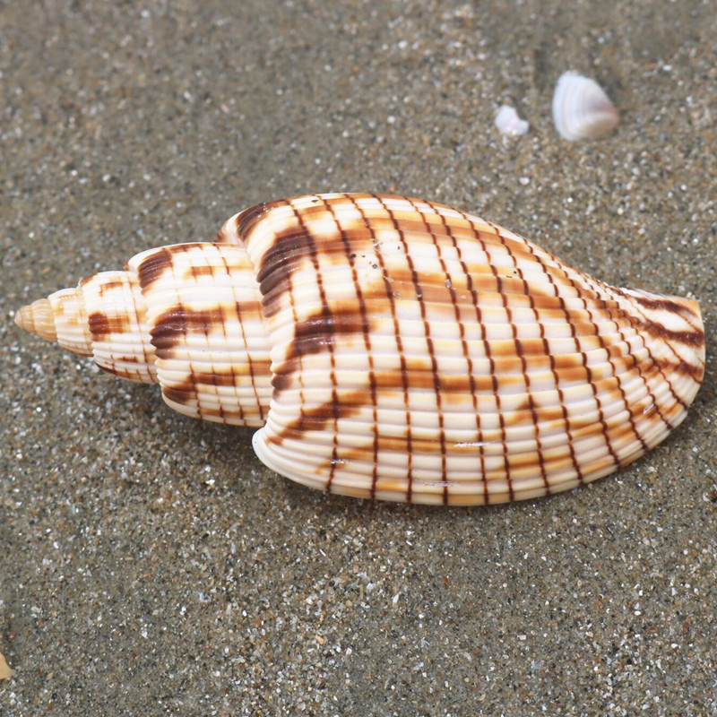 【螺贝艺】德氏涡螺天然海螺贝稀有收藏标本螺 儿童海螺科普