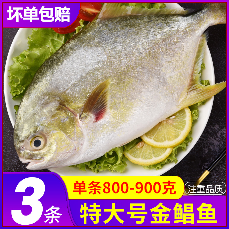 金鲳鱼新鲜特大3条镜鱼海鱼金鲳鱼平鱼海鲜水产银鲳冷冻商用