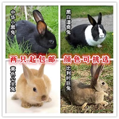 多颜色多品种链接新西兰兔子宠物兔大兔子成年兔种兔苗家兔可挑选