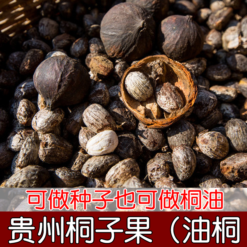 贵州特产当季桐子 油桐种子大山自然生长野生桐子树果实 可做桐油