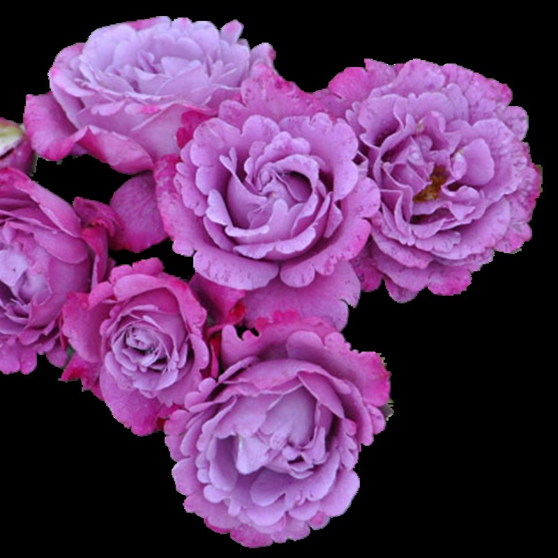 灌木紫色大花月季罗宾、光明知更鸟浓香四季苗直立切花品种小苗