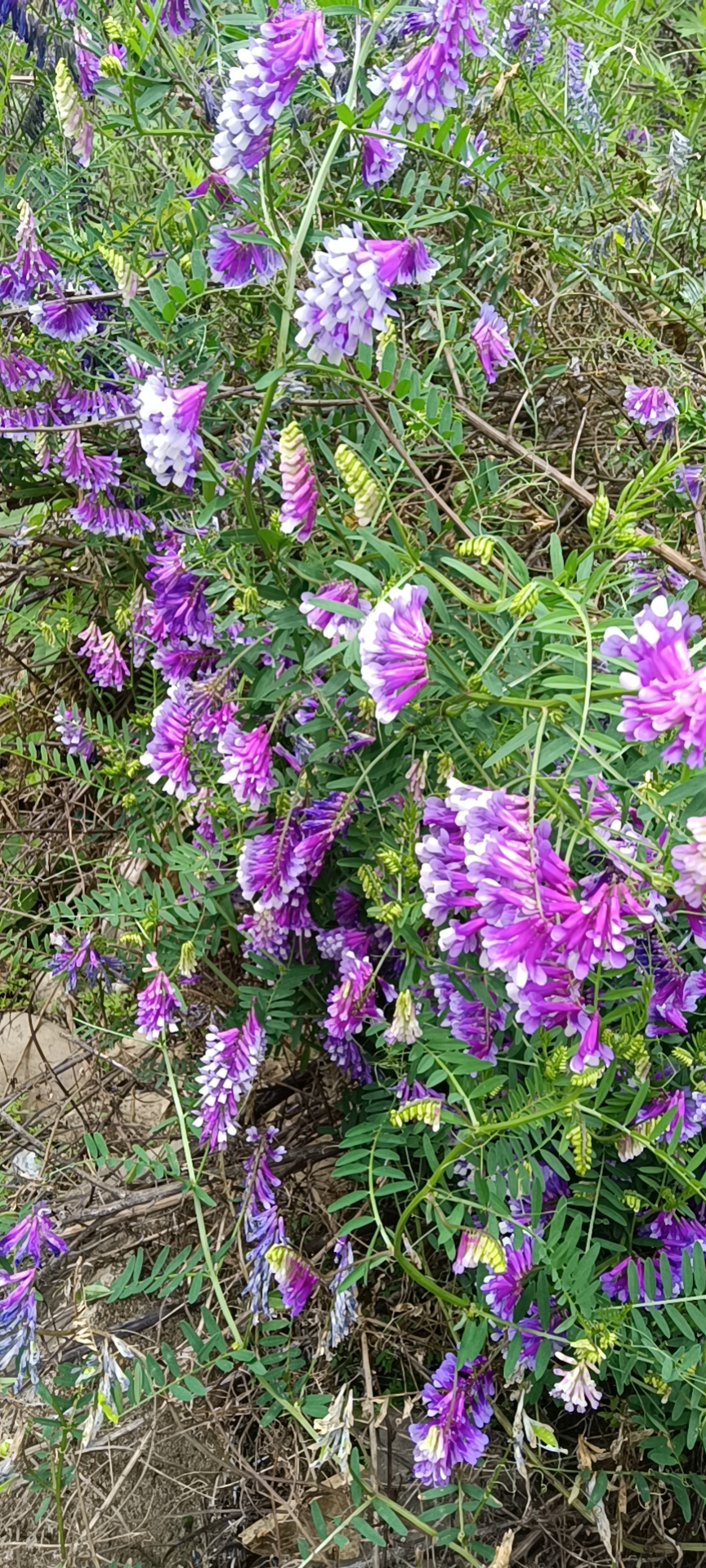 豆科植物广布野豌豆紫色花观赏药用盆栽植物园林绿化庭院药材种苗
