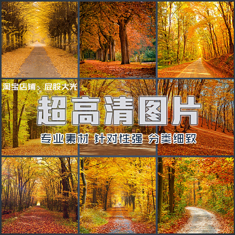 超大超高清图片秋季树林森林小路道路秋天落叶自然美景风景素材