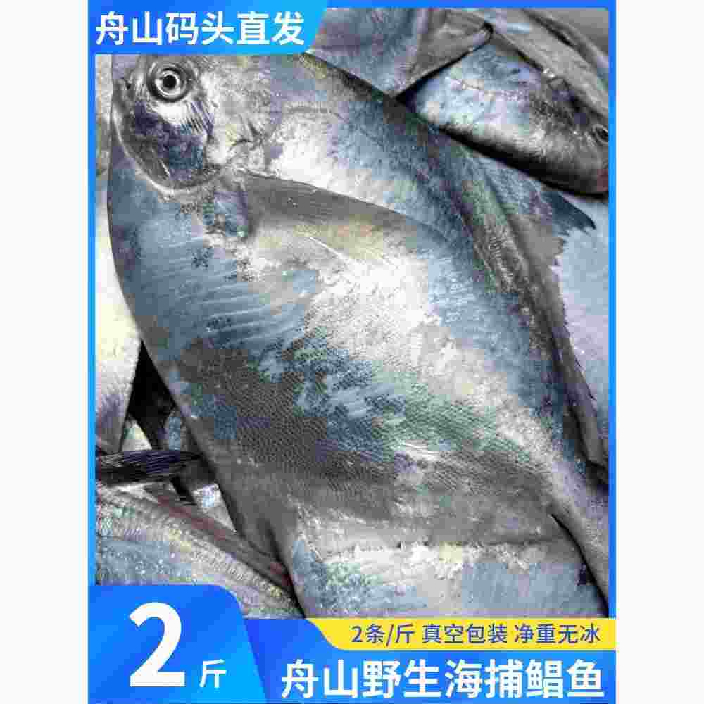 舟山银鲳鱼鲜活速冻野生海捕小白鲳鳊鱼平鱼新鲜海鱼海鲜水产 2斤