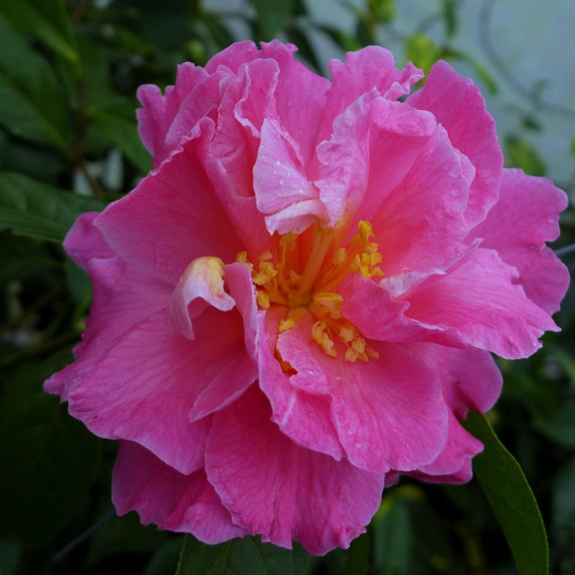茶花仙子稀有名贵品种牡丹大花型精品花卉盆栽树苗室内外庭院植物