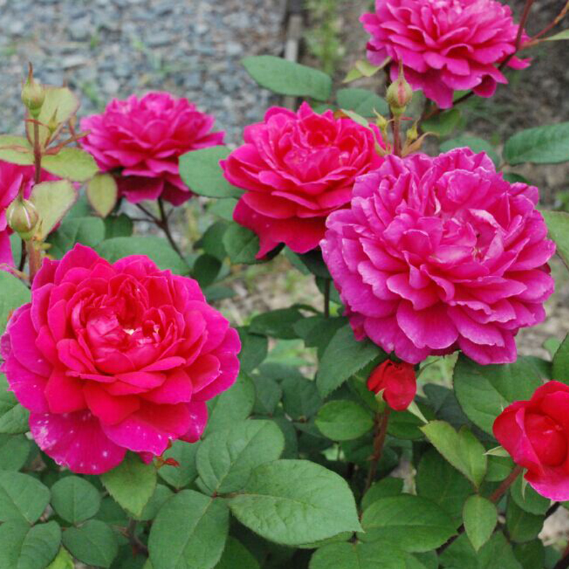 奥斯汀浓香月季 花苏菲的玫瑰 庭院阳台盆栽欧月开花玫瑰