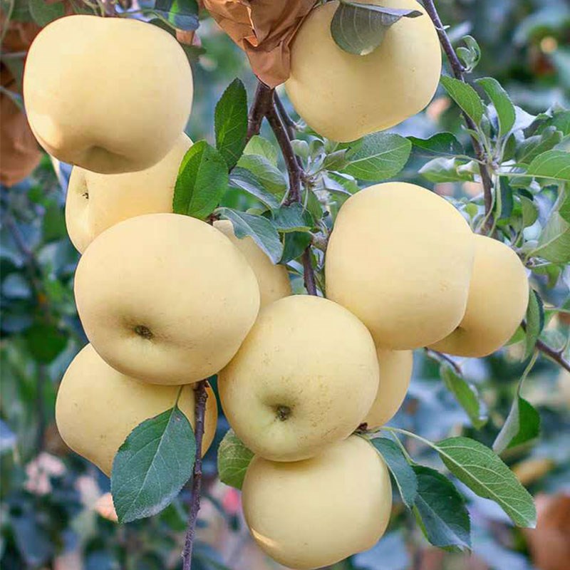 果树苗 黄金奶油富士苹果树苗嫁接 水果树苗盆栽果树苗南北方种植