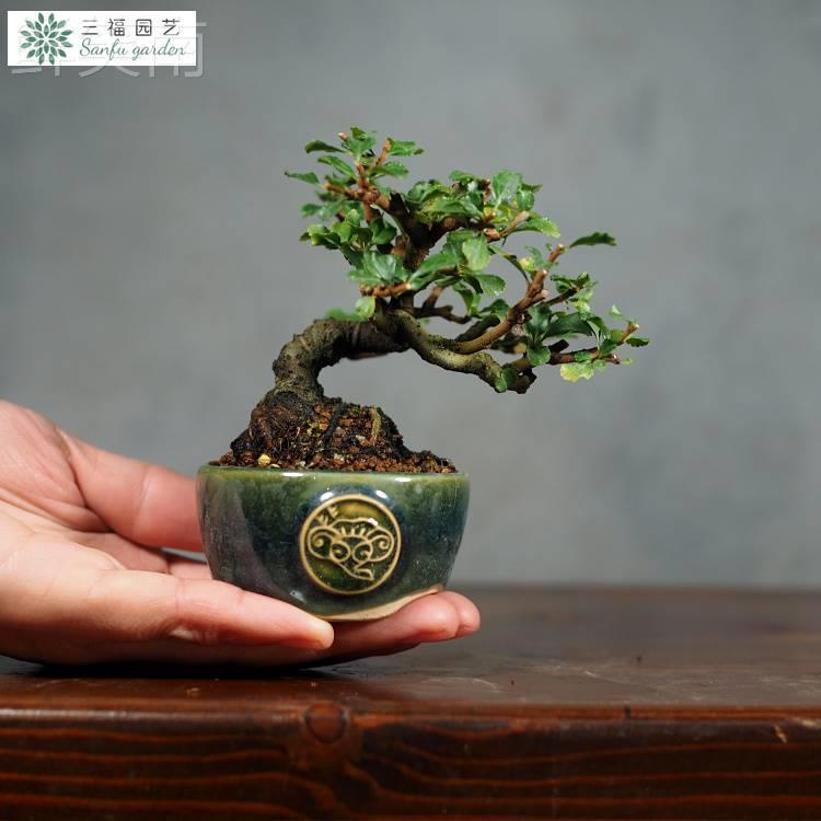防弹少年团金南俊同款盆栽 日本长寿梅红花一号造型豆盆微型盆景