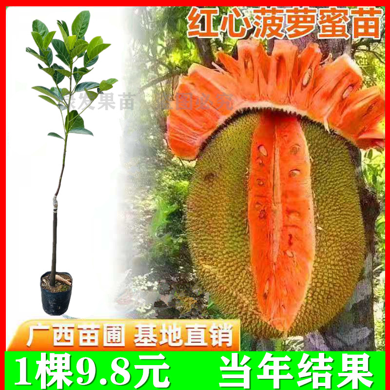 菠萝蜜树是什么样的