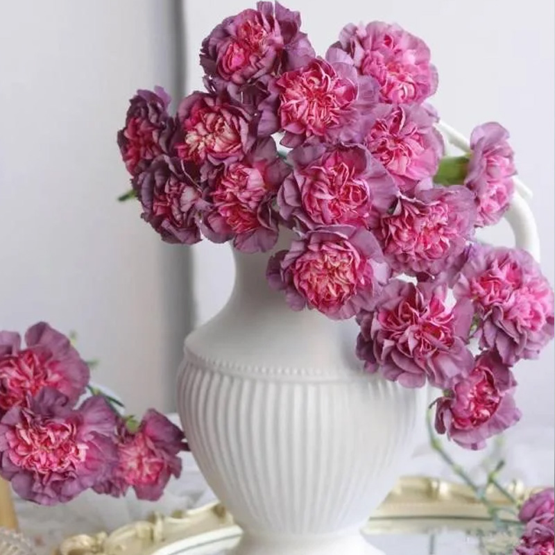 紫色野马康乃馨鲜花云南直发室内水培插花单头鲜切花花束送妈妈