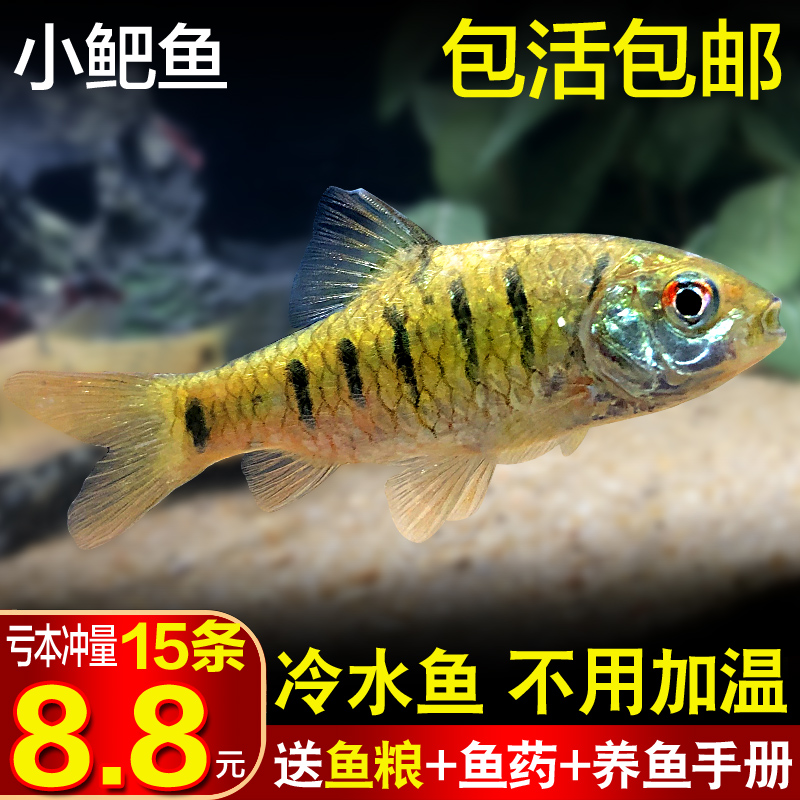 小鲃鱼清道夫冷水鱼活体中国斗鱼淡水鱼清洁鱼养耐活观赏鱼好养