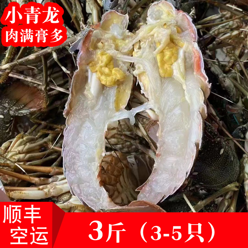 新鲜海捕小青龙活冻青龙虾国产特大龙虾福建鲜活海鲜水产3斤3-5只