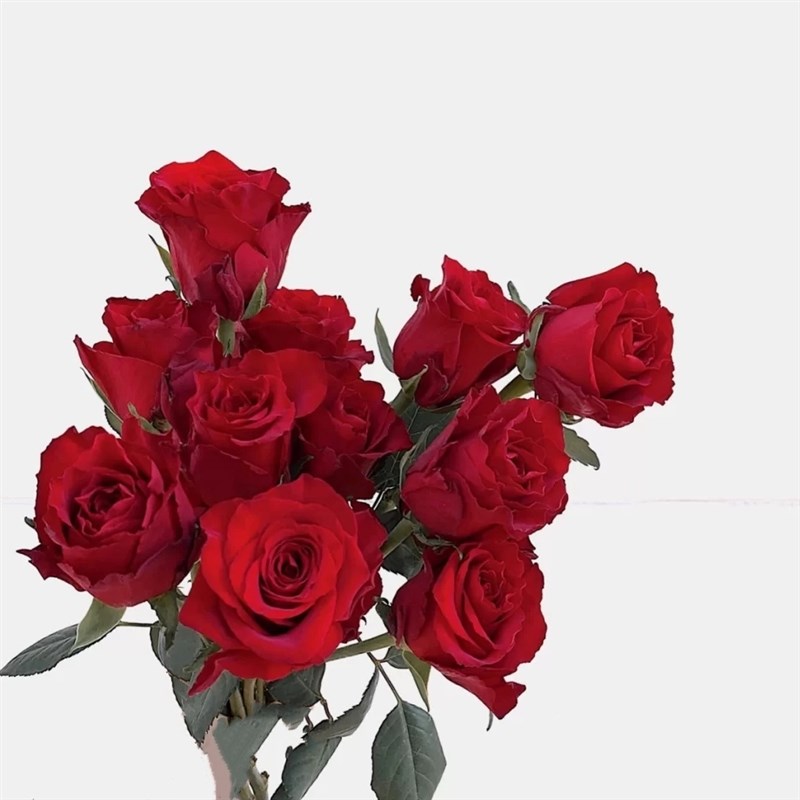 阿黑罗德斯黑魔术红色系玫瑰花珍爱新鲜切花传奇新娘卡地亚卡罗拉