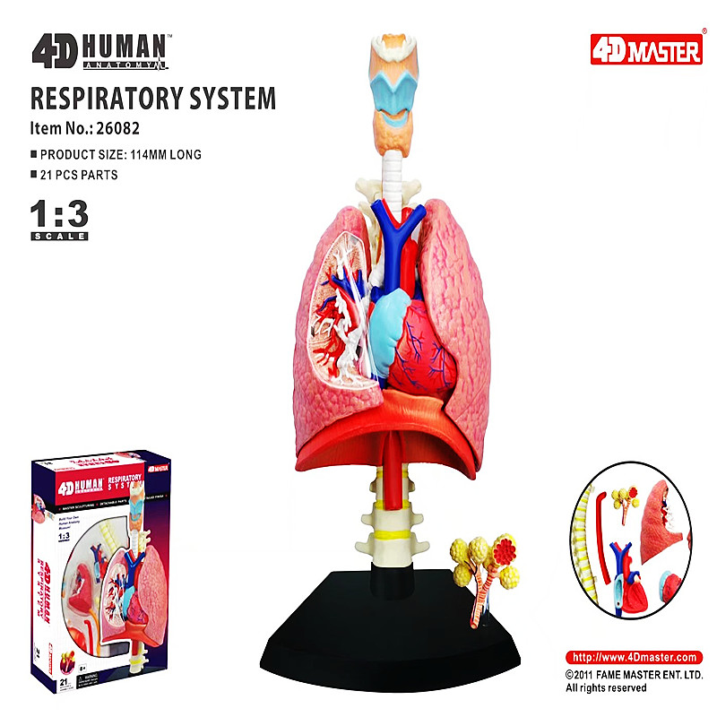 4D Master人体呼吸系统肺部器官解剖结构教玩具模型医用男孩拼装