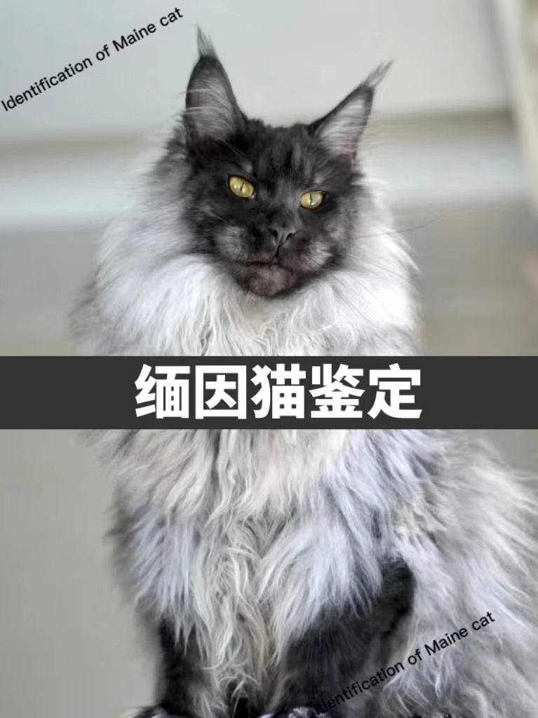 宠物鉴定师缅因猫品种品相鉴定俄系长脸大体烟灰阴影凯米尔银虎斑