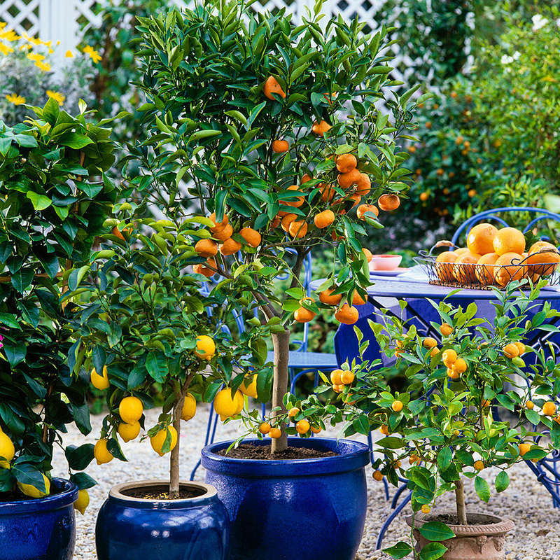 有寻植物 脆皮金桔柑橘葡萄柚子柠檬果树庭院地栽盆栽花果苗椪柑