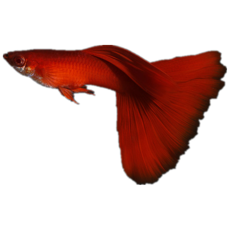 全红孔雀鱼图片