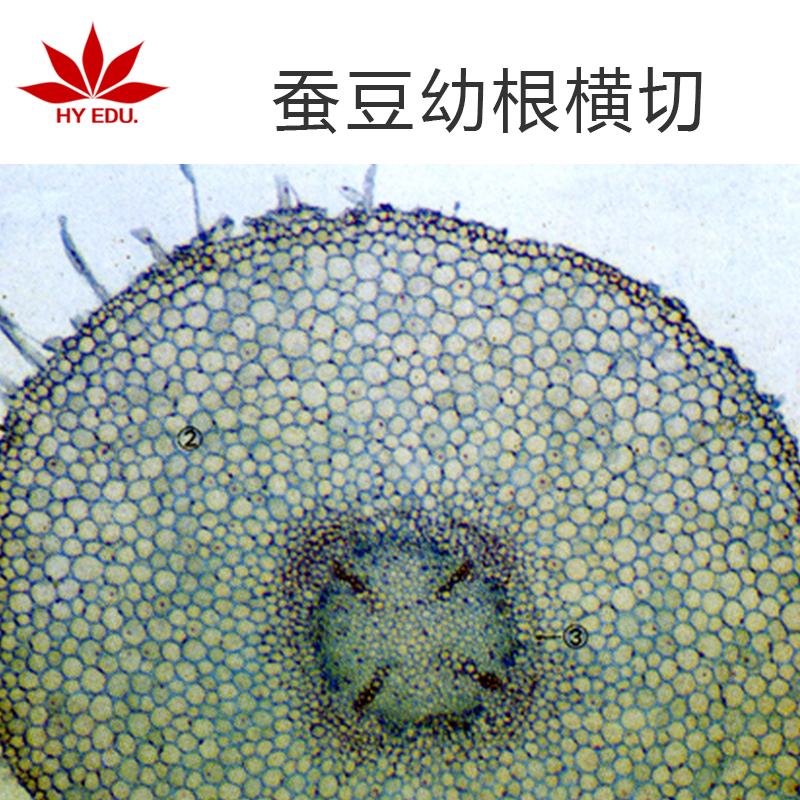 蚕豆幼根横切生物切片植物类玻璃载玻片科学启蒙成像清晰红叶出品