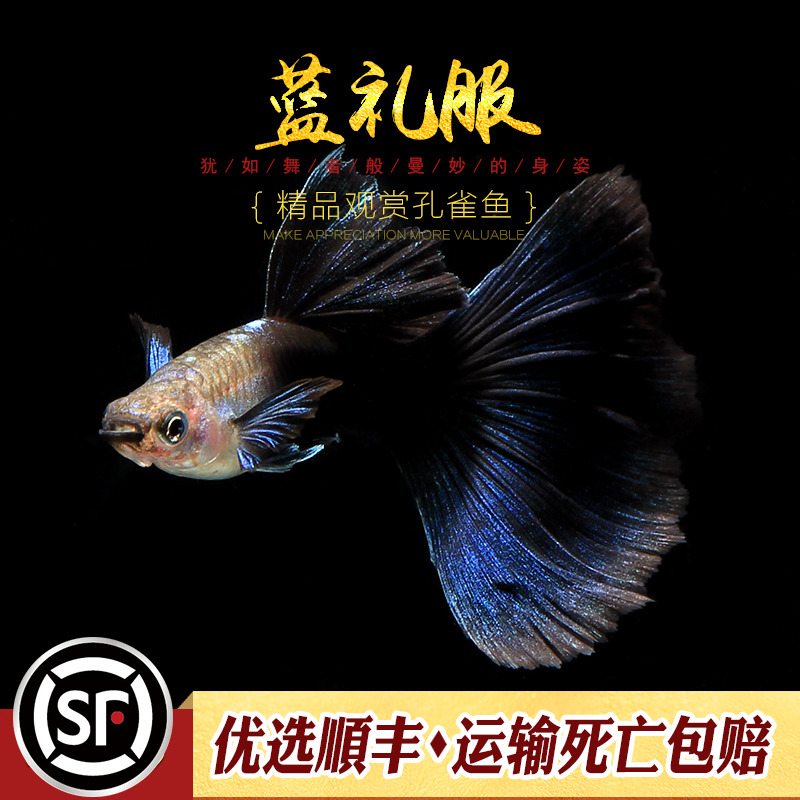 蓝礼服台湾纯种精品热带孔雀鱼小型招财鱼冰蓝礼服小型胎生鱼活体