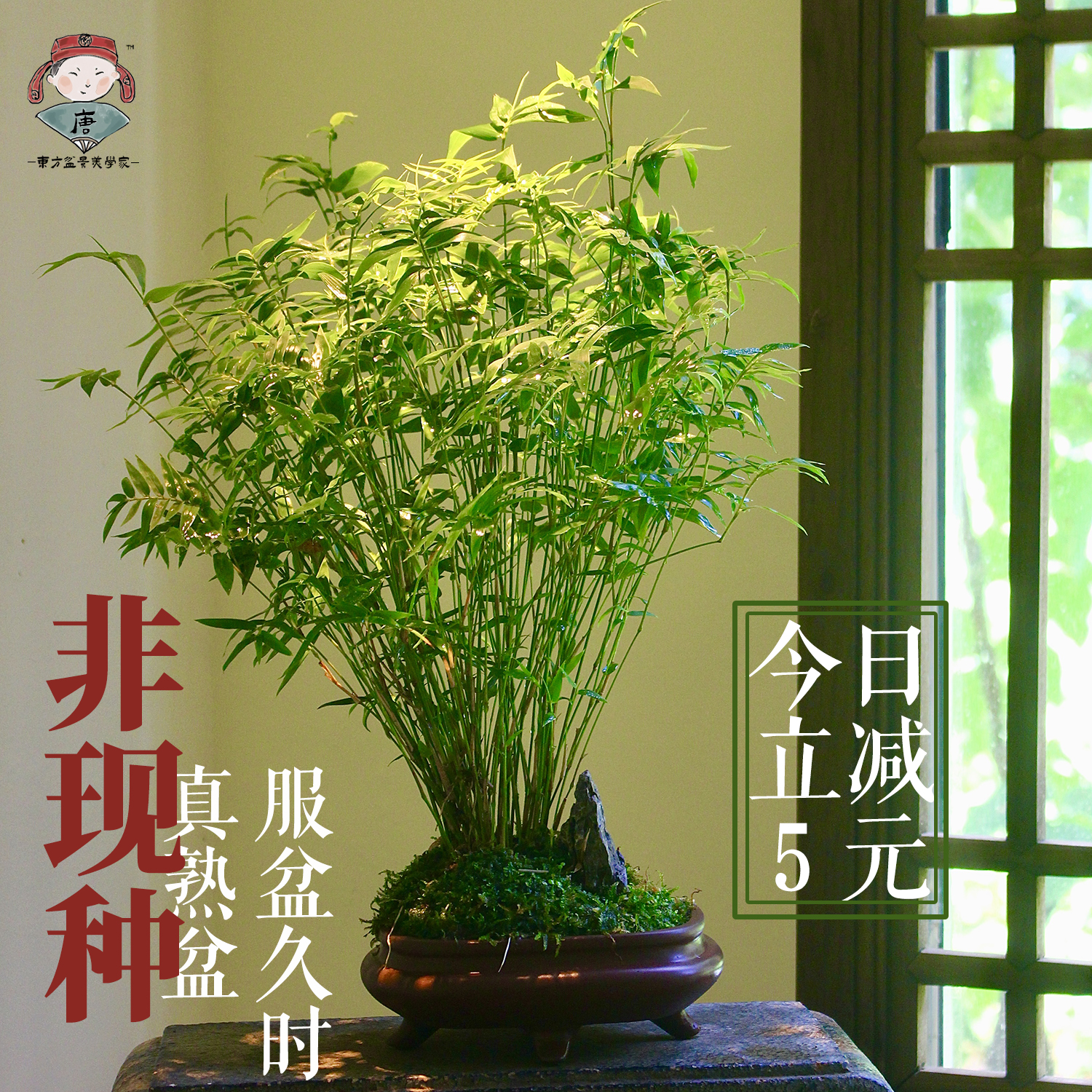 米竹盆栽耐阴植物小型竹子室内水养观赏竹组盆造型盆景凤尾竹绿植