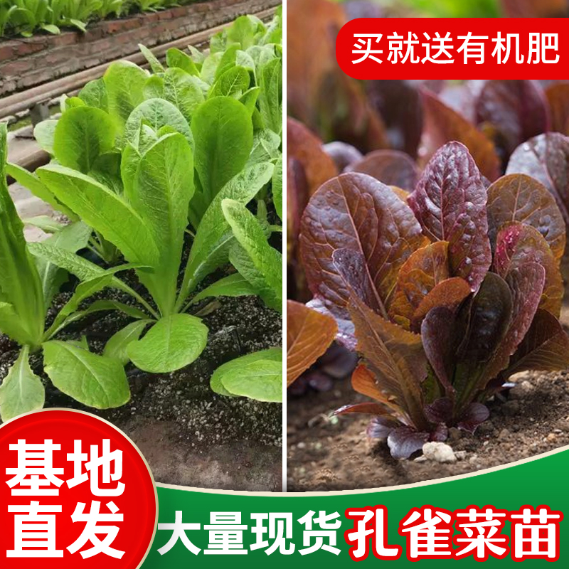 孔雀菜种子种苗罗马直立绿紫生菜咖啡菜养生保健菜种苗子四季种植