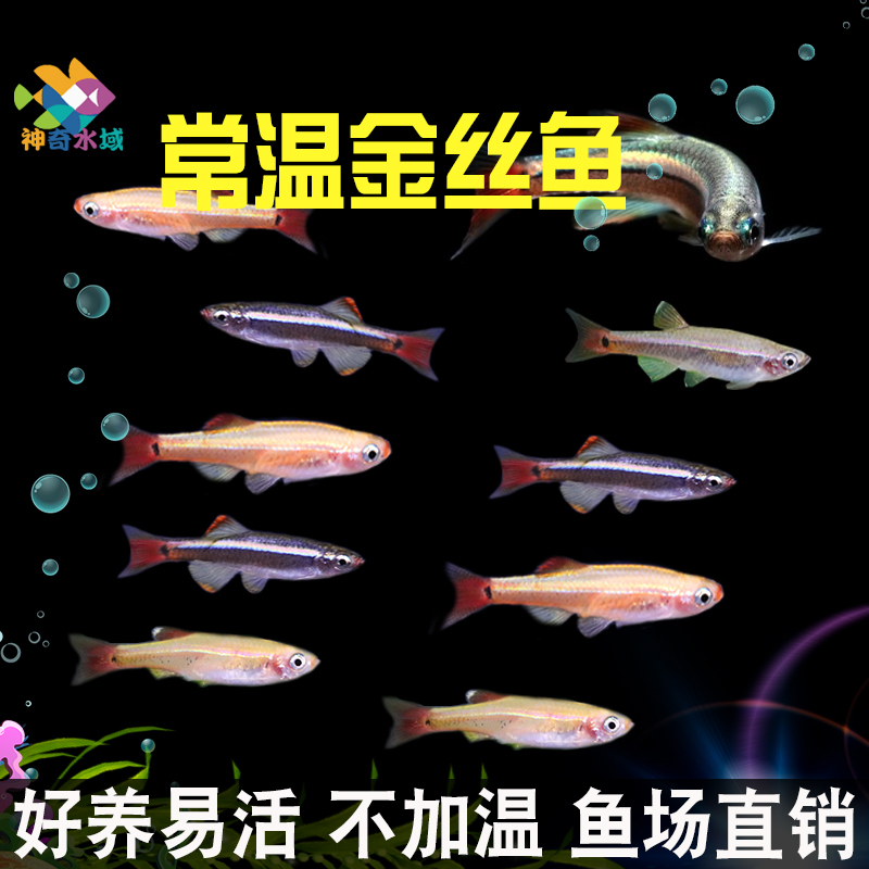 白云金丝鱼活体小型原生鱼冷水鱼观赏原生鱼红尾灯科荷兰金丝鱼