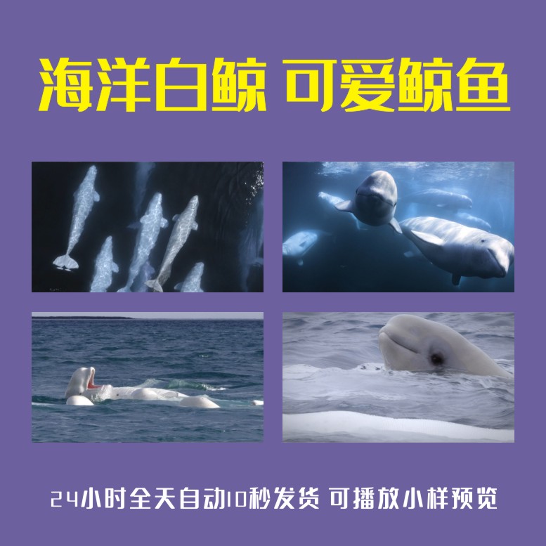 海洋白鲸可爱鲸鱼白鲸迁徙游泳潜水嬉戏北极海洋濒危物种视频素材
