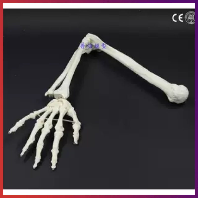 人体骨骼上肢骨成人手臂肱骨尺桡骨1比1手骨模型可弯曲