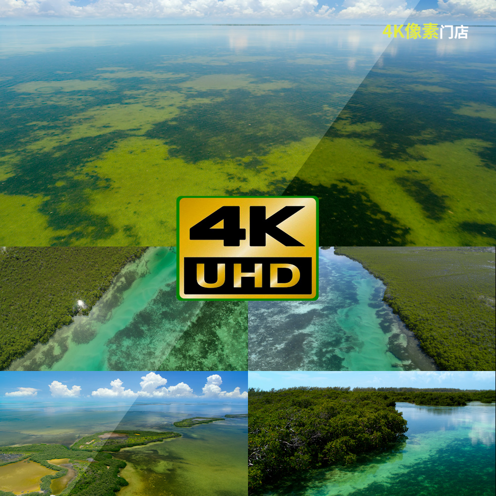205-4K视频素材-红树林湿地自然野生动物环境保护生态保护区海岸