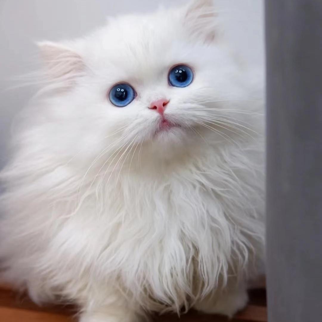 纯白蓝眼拿破仑长毛矮脚猫蓝白银白乳白黑白长毛高地矮脚宠物猫
