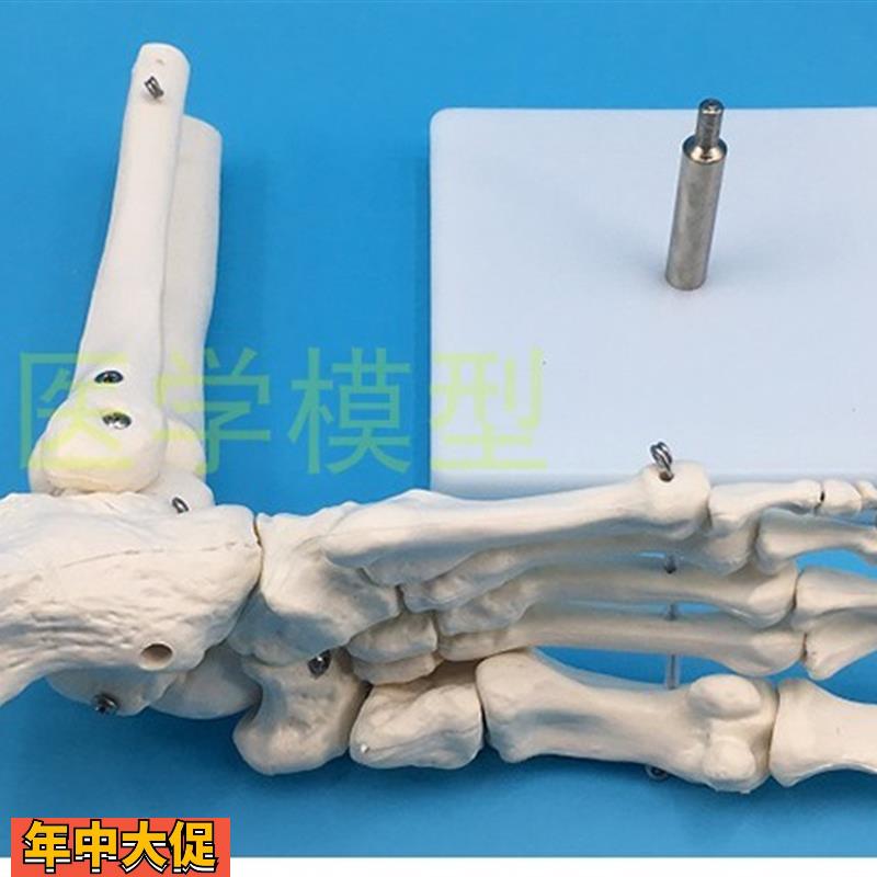 高端1:1脚关节展示模型足关节胫骨腓骨跗骨、跖骨和趾骨解剖