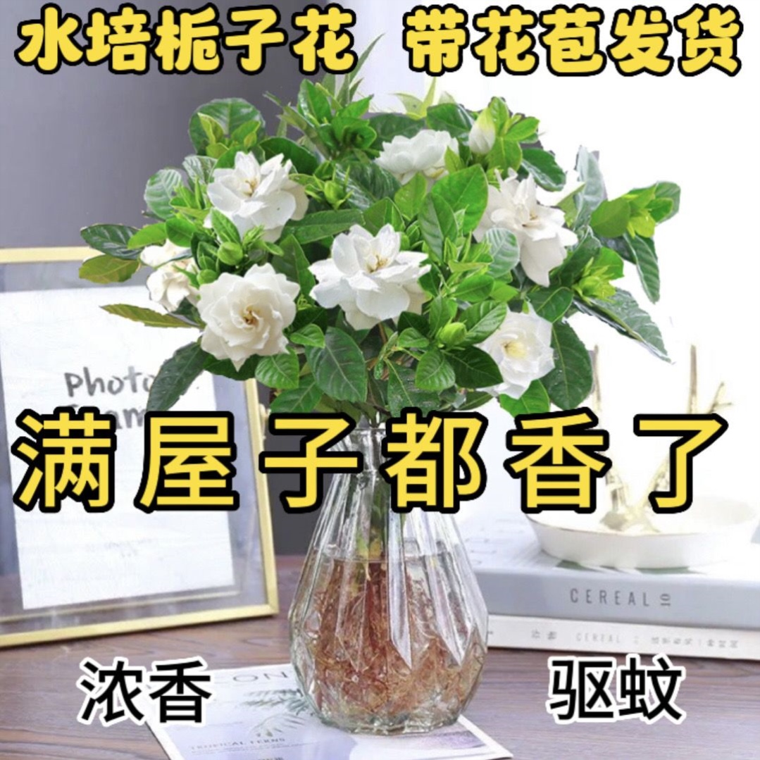 【带花苞】水培栀子花净化空气植物花卉水养客厅植物浓香