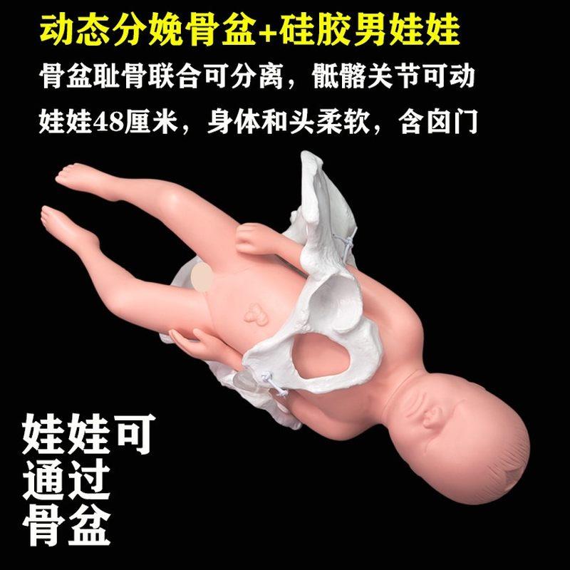 动态分娩骨盆模型含初生儿宝宝模型 可演示耻骨分离骶髂关节可动